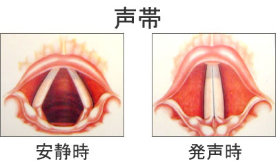 咽喉頭(のど)の構造